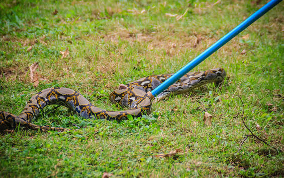 Snake Control